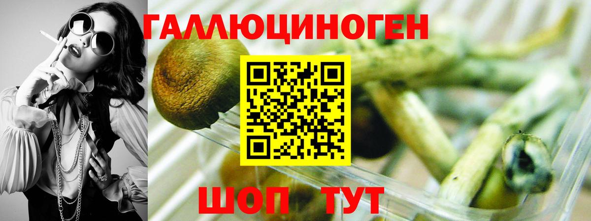 Галлюциногенные грибы Psilocybine cubensis Якутск